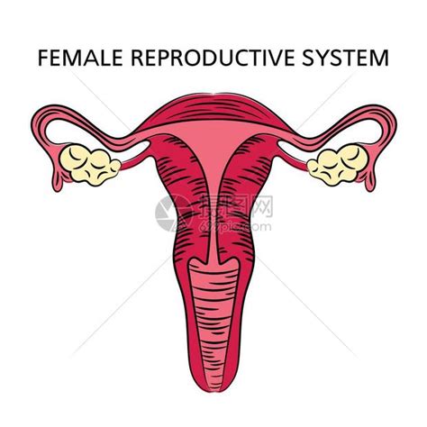 女人生殖器|女性生殖系统概述